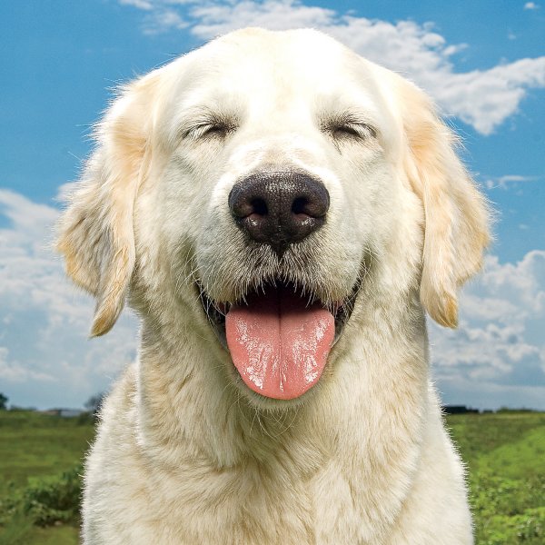 dogs-happiness-frazier_s