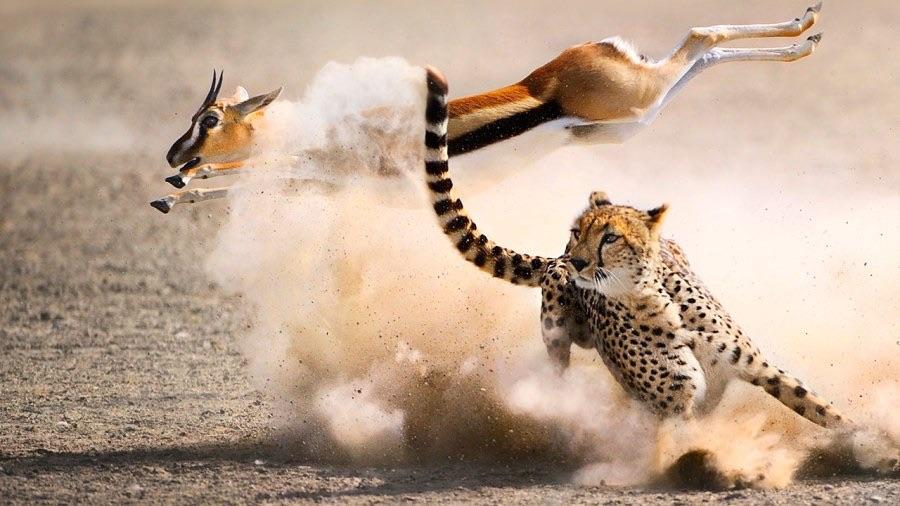 antelope and cheeta