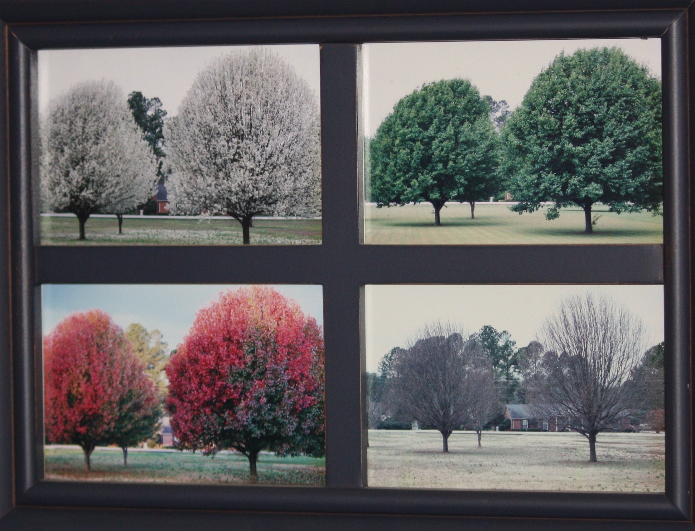 bradford pear changing-seasons